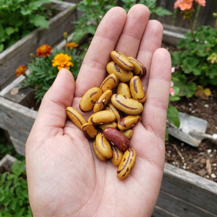 20+ Tiger's Eye Bean Seeds
