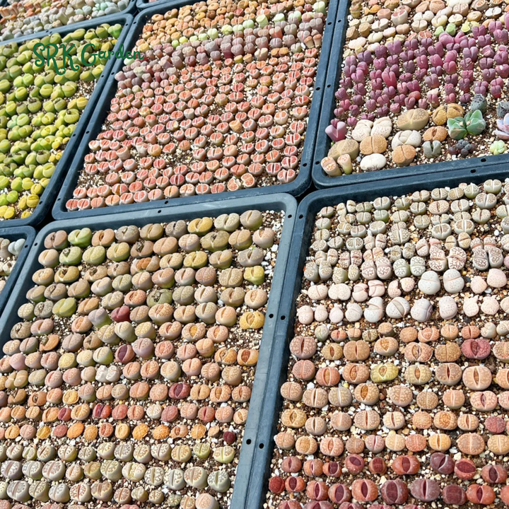 Lithops Living Stone Mix Color Size 0.4" to 0.7"