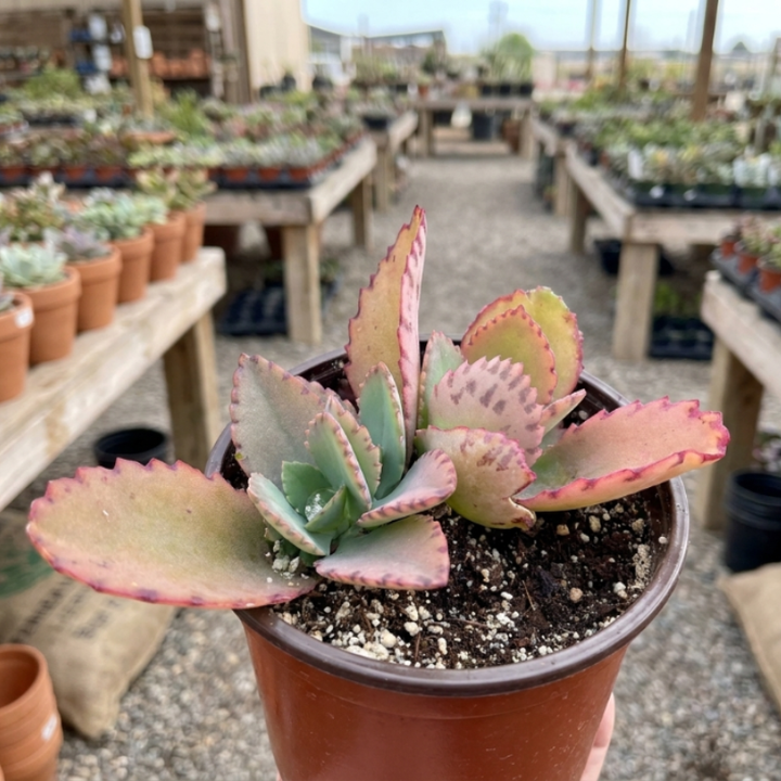 Mother of Thousands, Kalanchoe Succulent, Small Plant in 2”, 4”pot