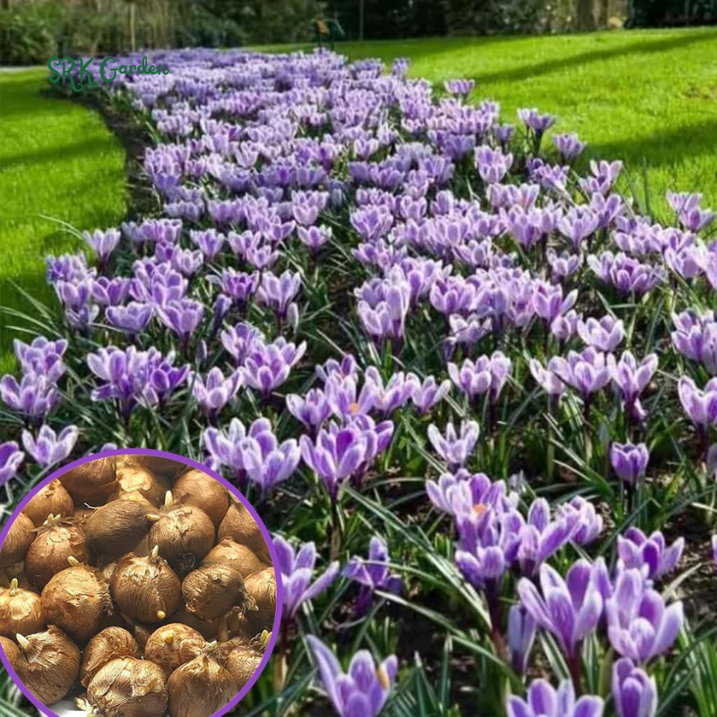 Blue Purple Dream Garden Mix Bulbs Fall Planting 2025 - Alliums, Hyacinth, Crocus, Muscari & Tulip Flower Bulbs, Easy to Plant Perennial Spring Collection