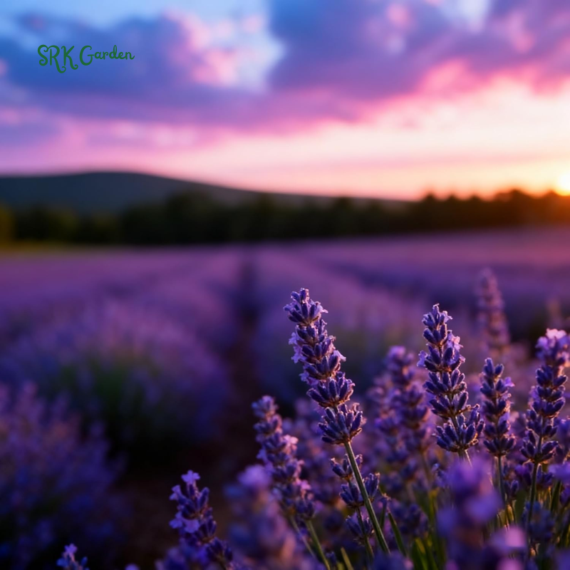 Lavender Seeds for Planting, Purple Perennial Heirloom Lavender Seeds Garden Indoor Outdoor and Home