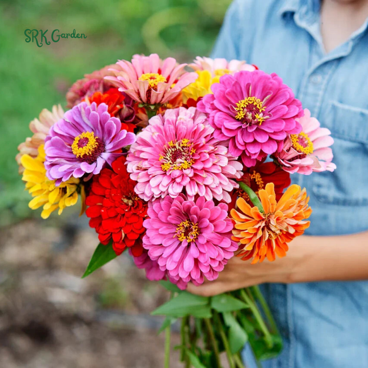 Zinnia Seeds - California Giant Mix - Mixed Colors and Large Blooms