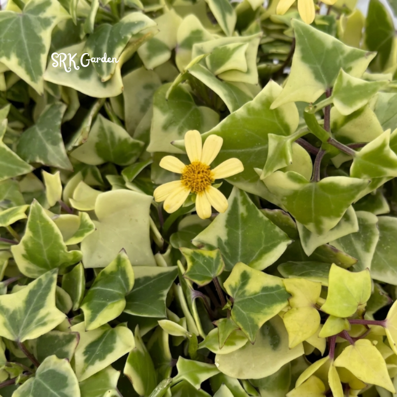 Variegated Wax Ivy, Trailing Plant, Easy Care House Plant in 4", 6'' pot