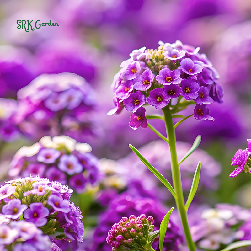 Alyssum Seeds - Violet Queen 100 seeds