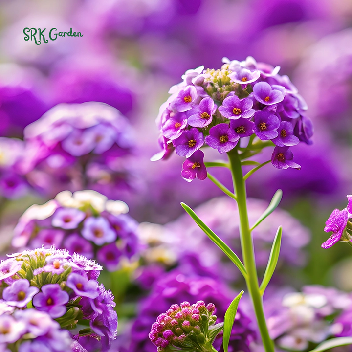 Alyssum Seeds - Violet Queen 100 seeds