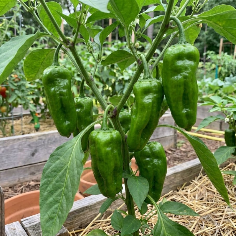 Mild Pepper Seeds – Anaheim, Sweet Banana & Shishito Peppers, Frying & Roasting Pepper Seeds