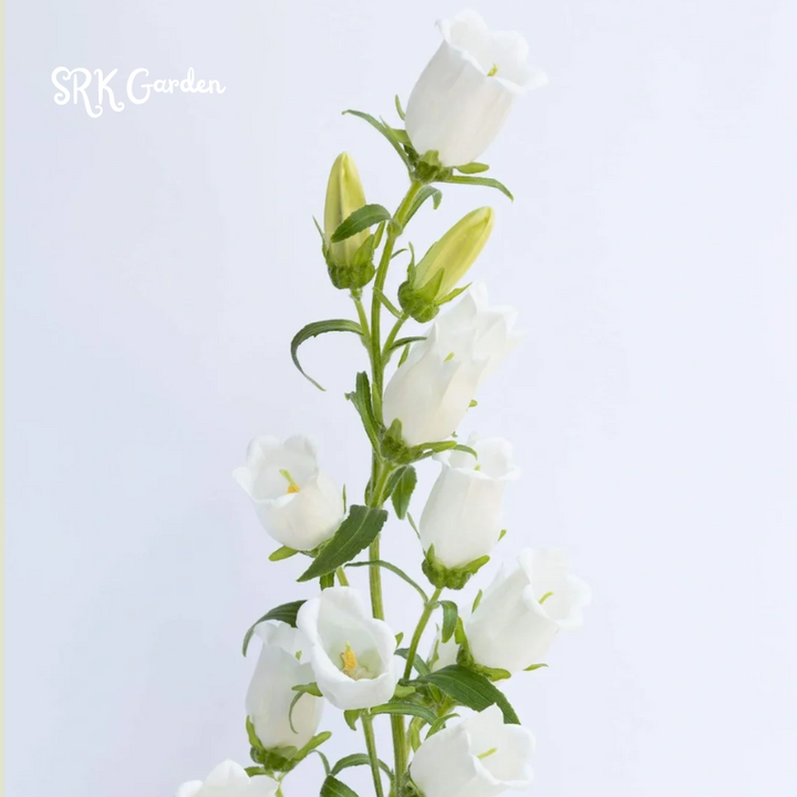 2000+ Mix Cup and Saucer Bell Flower Seeds