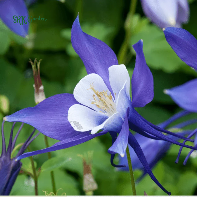 Colorado Blue Columbine Seeds | 100 Seeds