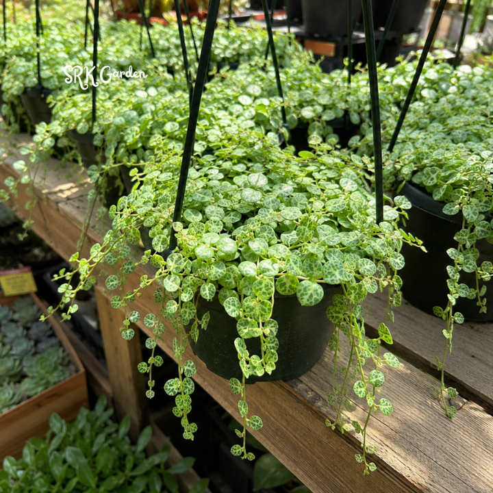 String of Turtles, Trailing Succulent, Hanging Plant, Home Decor Plant in 2.5", 4", 6'' Pot