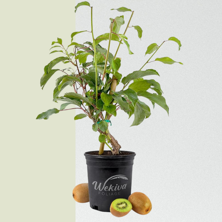 Kiwi Fruit Tree - Live Plant Actinidia Deliciosa - Beautiful Edible Vining Fruit Bearing Tree for Patio and Garden