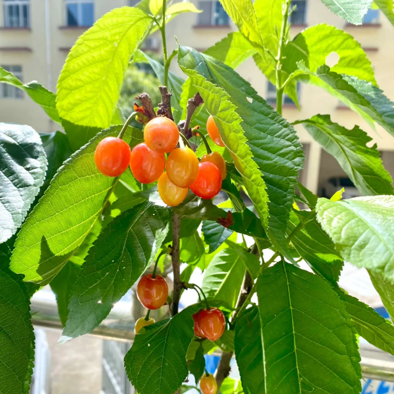 Dwarf Cherry, BigBerry Sweet Cherry Plant Live Fruit Tree | 19" tall