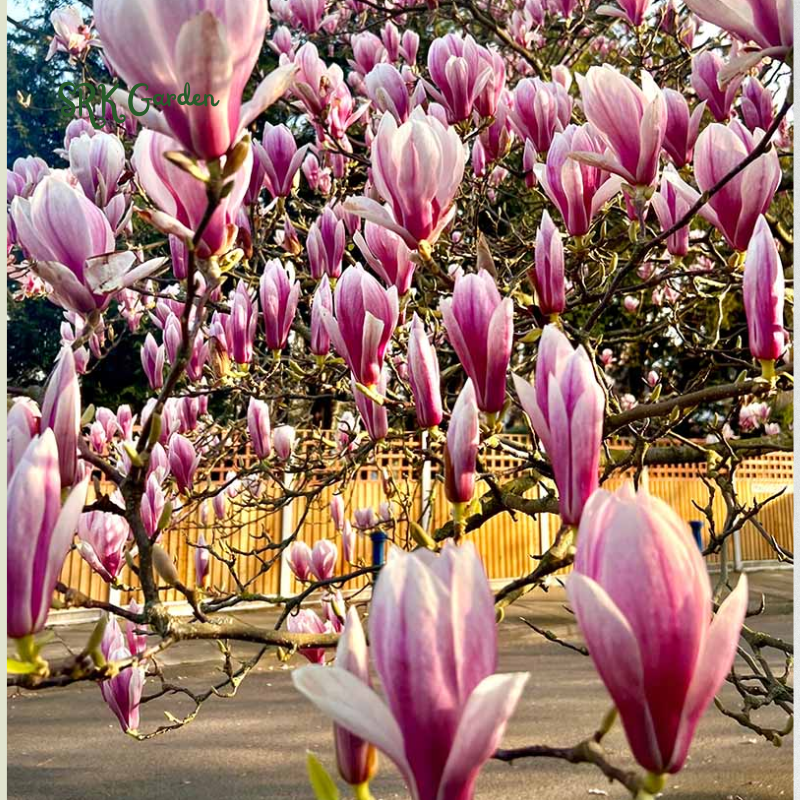 Saucer Magnolia ‘Magnolia Soulangeana’ – Shrub - One Gallon Healthy Potted Plant