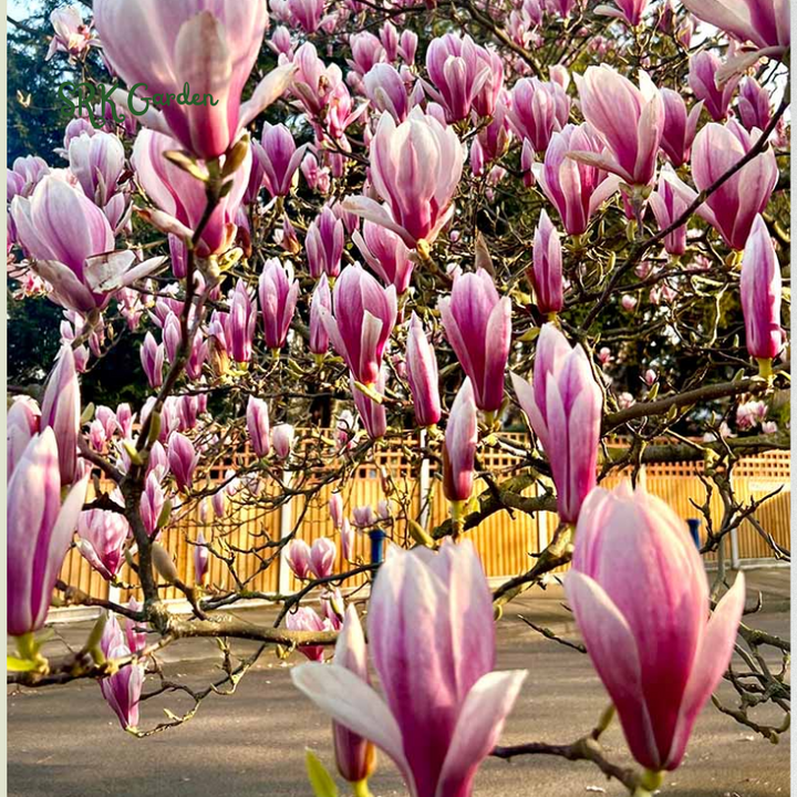 Saucer Magnolia ‘Magnolia Soulangeana’ – Shrub - One Gallon Healthy Potted Plant