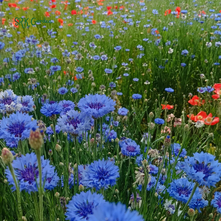 Bachelor's Button Mixed Seeds, Cornflower