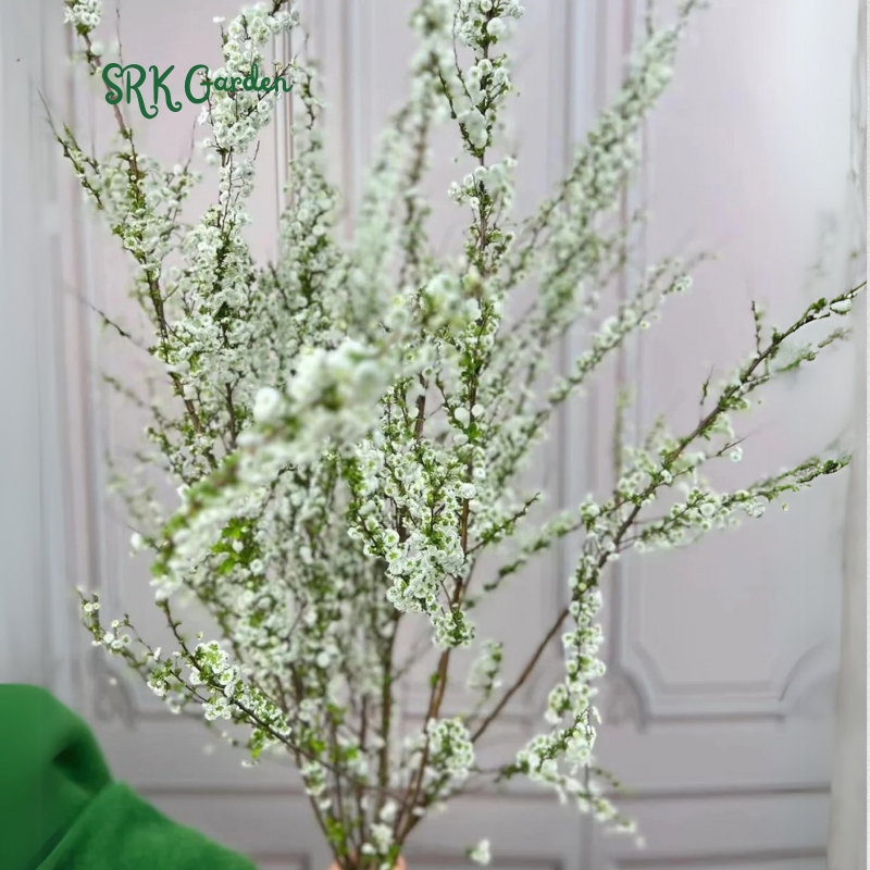 Spiraea prunifolia, Snow Willow stems and Home Decoration