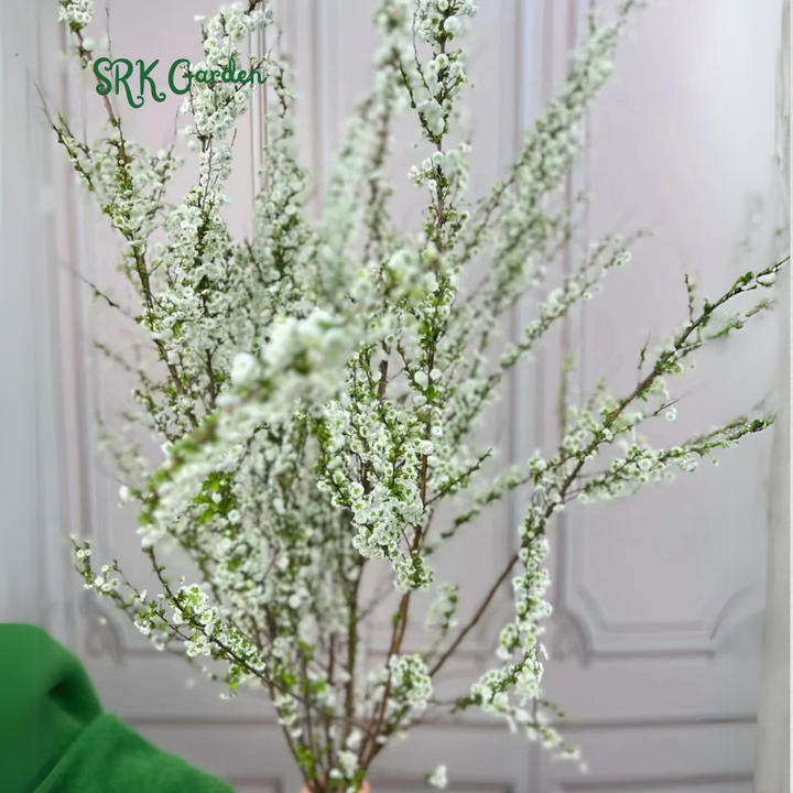 Spiraea prunifolia, Snow Willow stems and Home Decoration