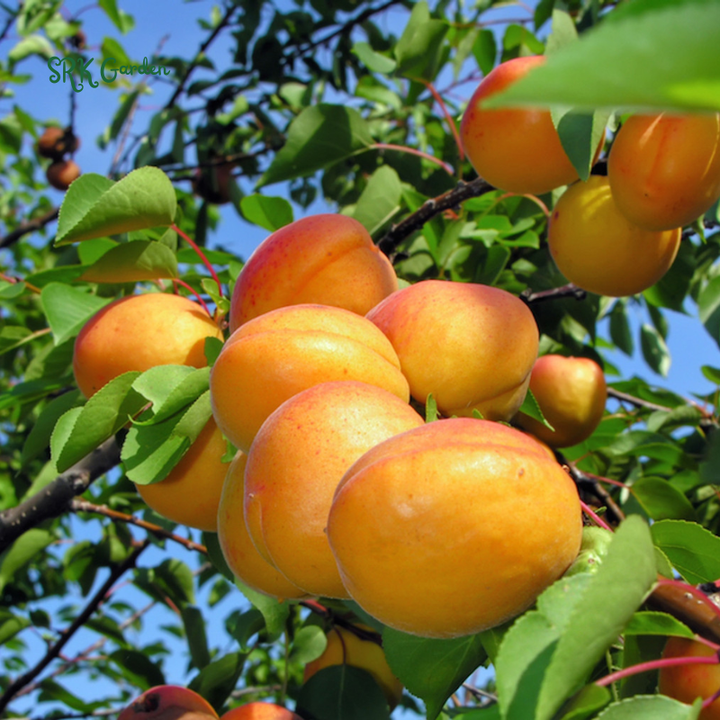 Sweet Bearing Hardy Apricot Seedling 1ft tall