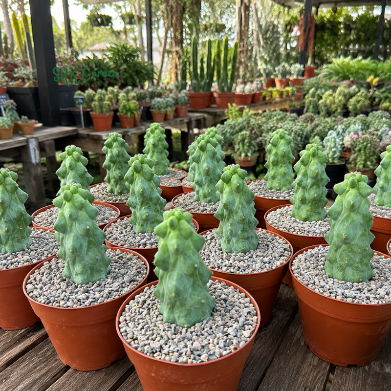 Boobie Cactus | Myrtillocactus geometrizans ‘Fukurokuryuzinboku’ | Rare Exotic Cactus in 4", 6", 8" Pot
