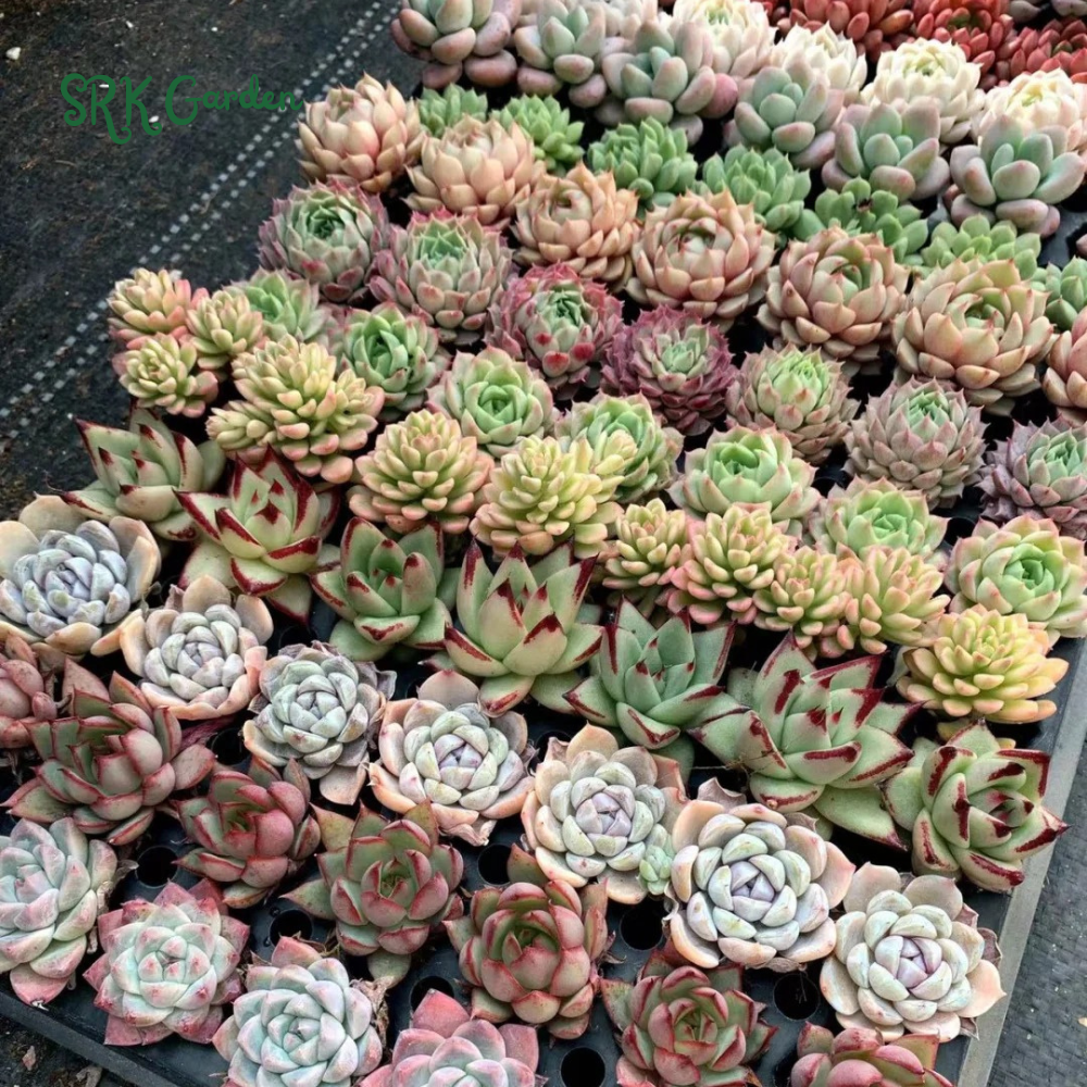 Succulents Mystery Box 12-24pcs, Live Plants in 2'' pot
