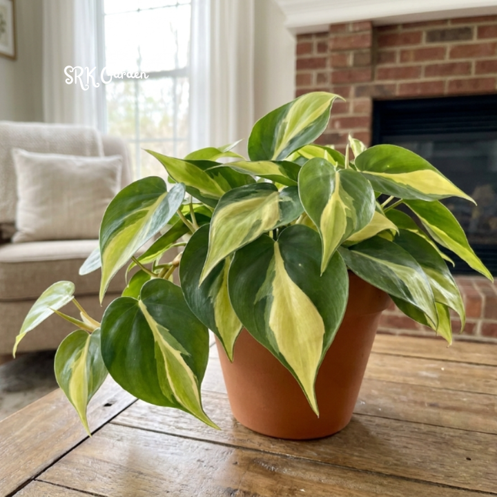 Philodendron Brasil, Variegated Houseplant, Philodendron Cuttings, Live Tropical Plant in 4" pot
