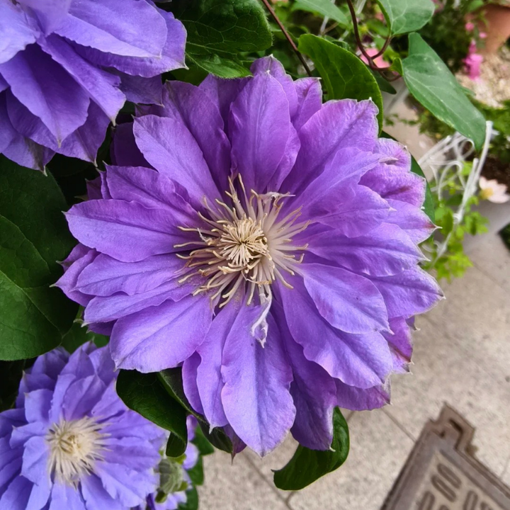 Clematis Seeds – Beautiful Perennial Flowering Climbing Vine