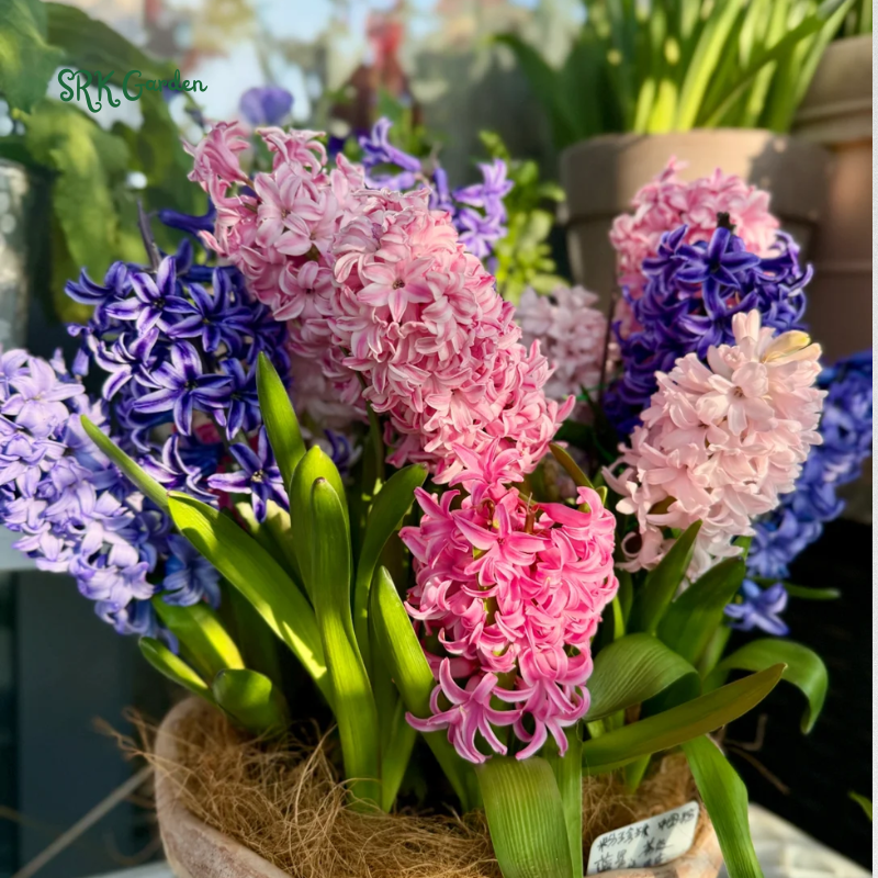 Garden State Bulb Pink Mix Hyacinth Flower Bulbs, Fragrant, Fall Planting