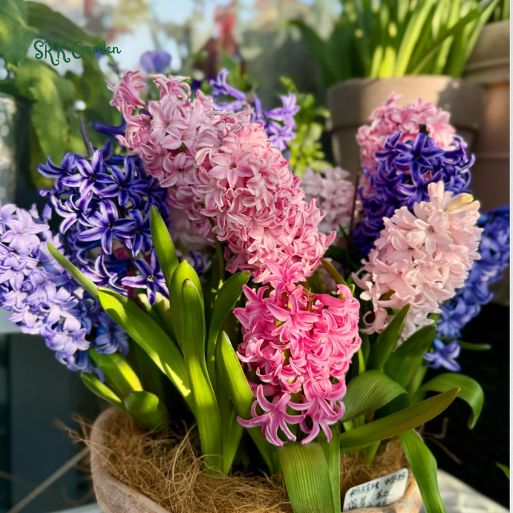 Garden State Bulb Pink Mix Hyacinth Flower Bulbs, Fragrant, Fall Planting