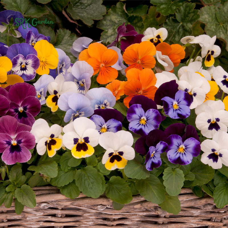 Viola Seeds - Sorbet Series - Mix