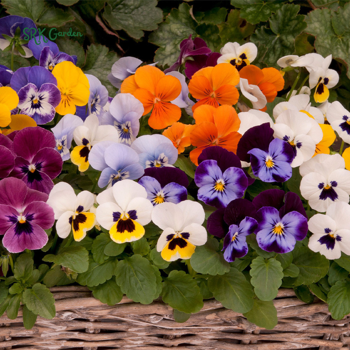 Viola Seeds - Sorbet Series - Mix