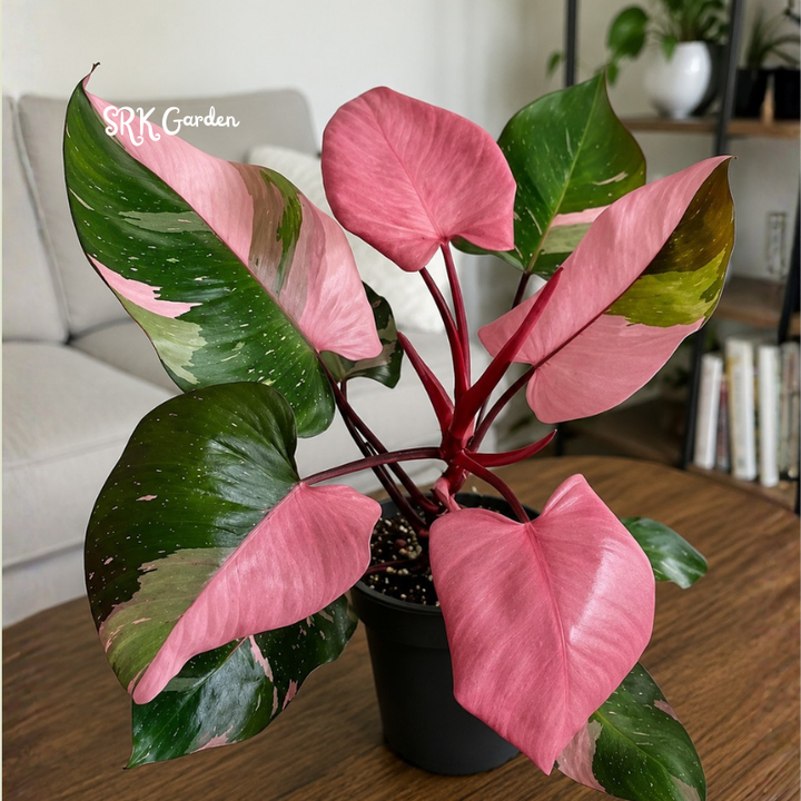 Philodendron Pink Princess, Live Houseplant in 4" pot