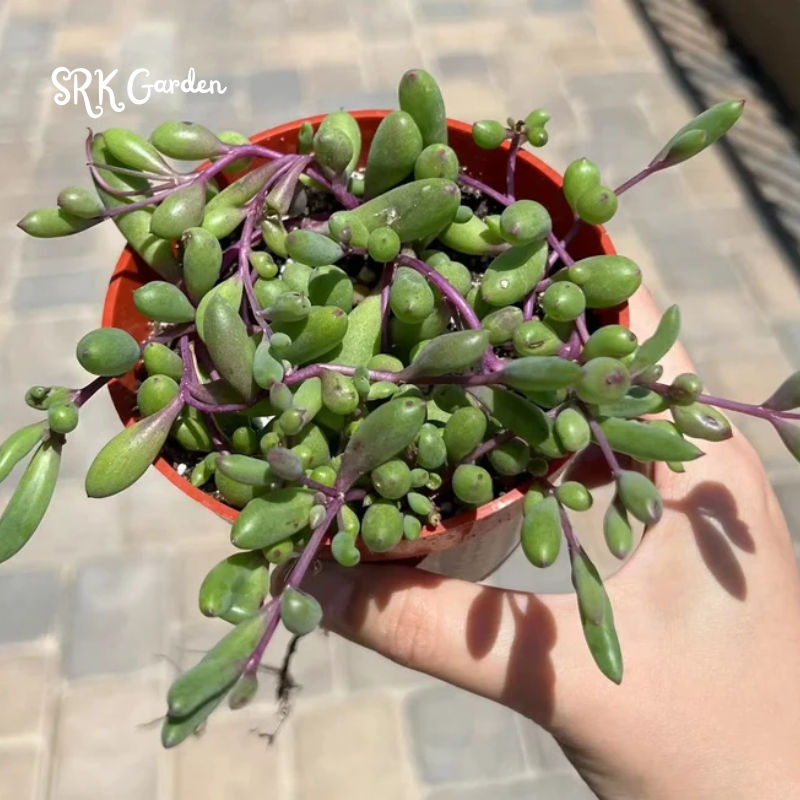 Ruby Necklace, String Of Rubies, Little Pickles, Othonna Capensis in 2", 4" pot