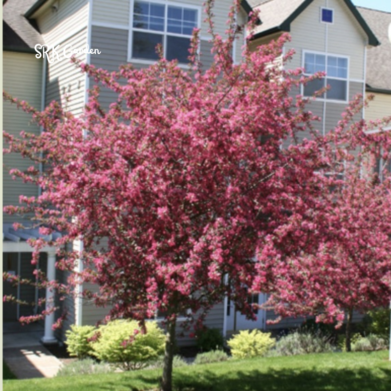 Crab apple Tree Seedlings for Outdoor | Zumi AppleCrab