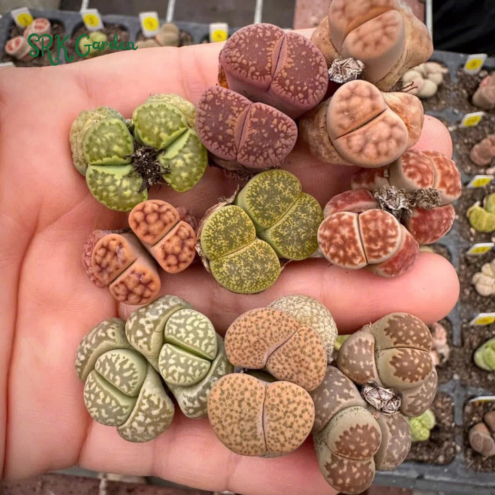 Pack of 10 Live Small Exotic Lithops Random Color 0.3" to 0.7" size