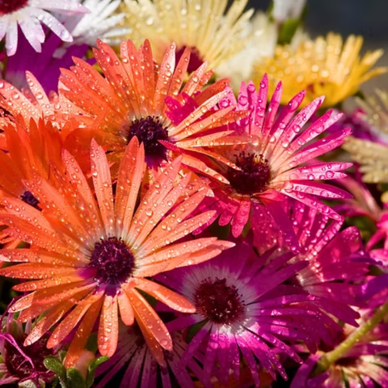 Ice Plant Seed | 200 Seeds