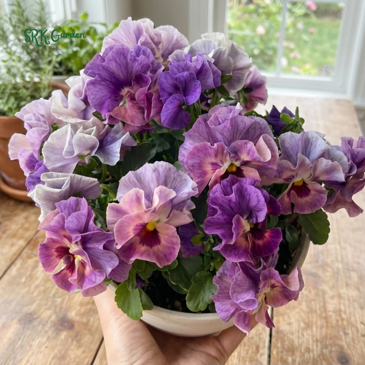 Swiss Giants Pansy Seed Mix | 100 Seeds