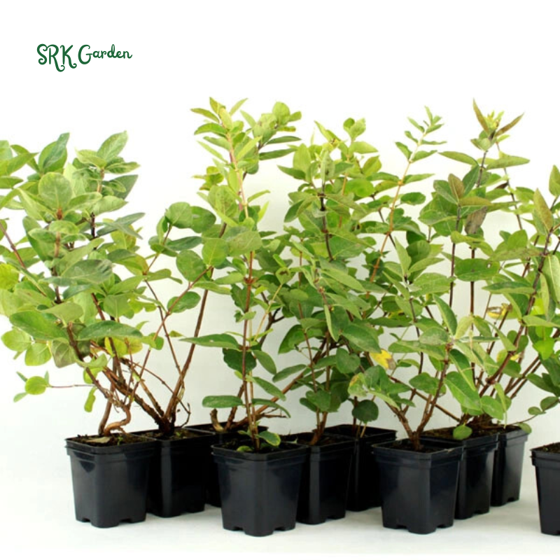 Live Blue Haskap Honeyberry Plant, 4 to 6 Inch Tall