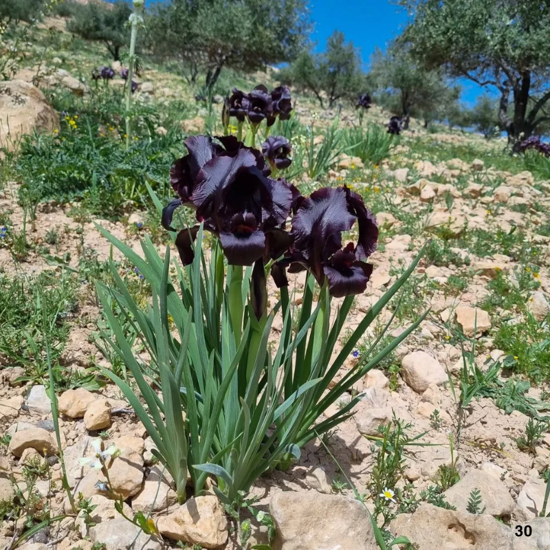 Bronze iris Colorful Mix Bulbs in Spring to Fall, Full Sun Low Maintenance