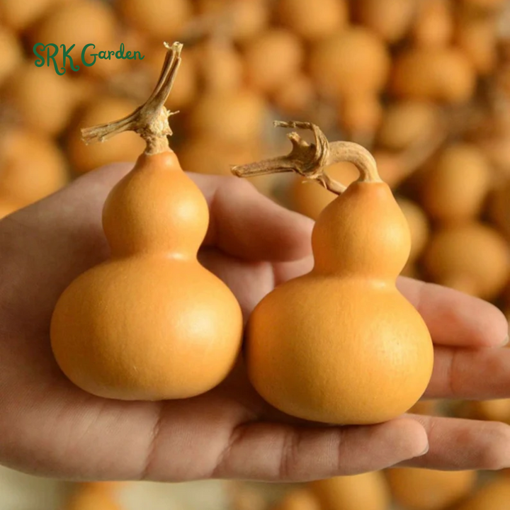 20 Miniature Bottle Gourd Seeds