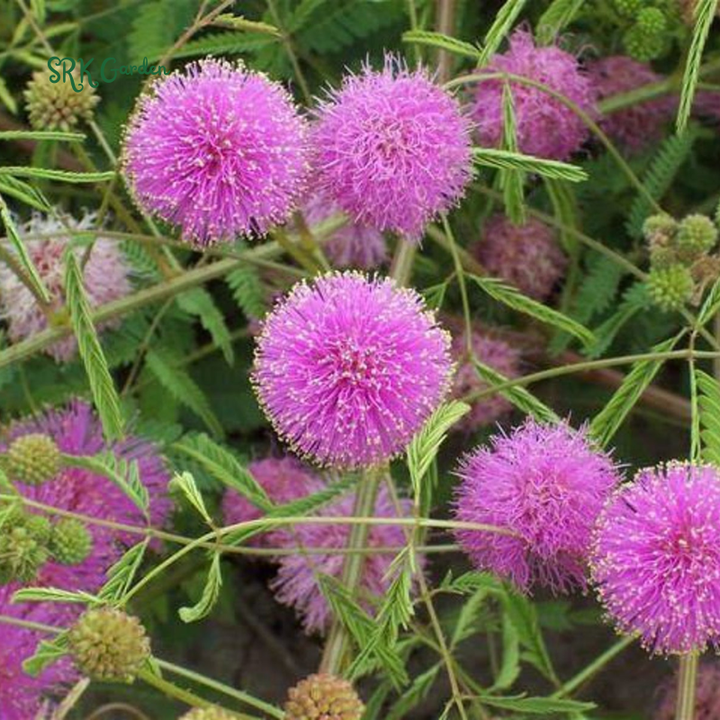 Sensitive Plant Mimosa Pudica Seeds