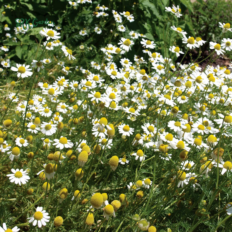 German Chamomile 3500 Seeds