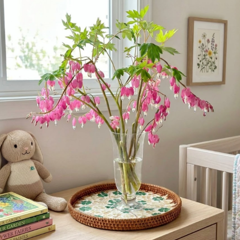 Pink Bleeding Heart Bare Root Perennial Plants – Heart Shaped Pink Blooms