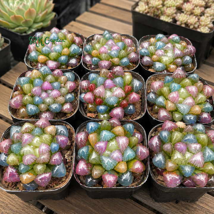 Live Succulents -Rare Succulents -Haworthia Cooperi Rainbow