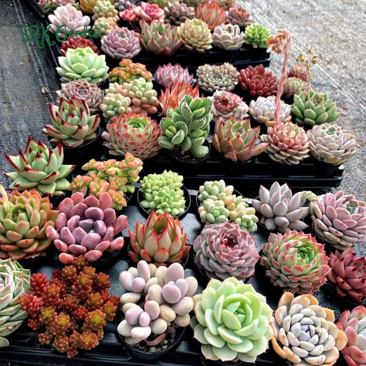 Succulents Mystery Box  6 - 12 pcs, Live Plants in 4'' pot