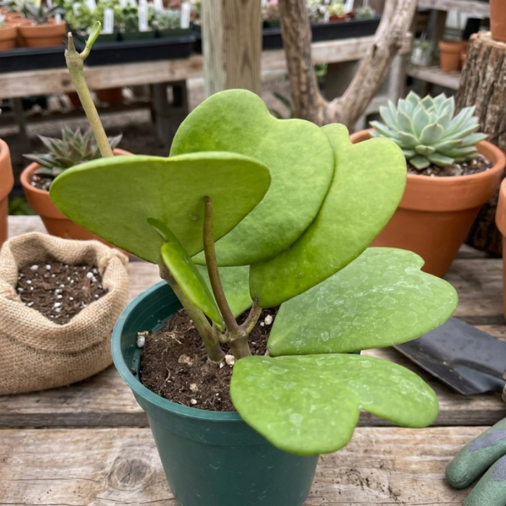 Variegated Heart Leaf Hoya, Variegated Hoya Kerrii, Hoya Kerri, Sweetheart Plant, Live Plant in 2", 4", 6" pot