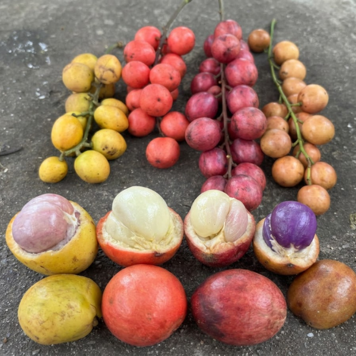 Rare Burmese Grape Seeds – Exotic Tropical Fruit Tree Seeds