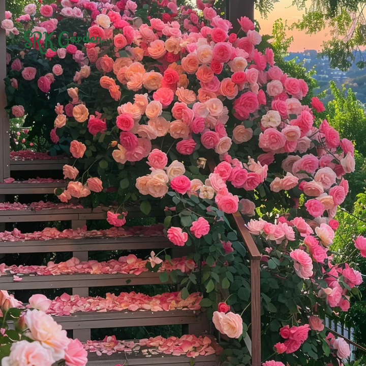 Garden climbing rose 200+ seeds | Mix Color