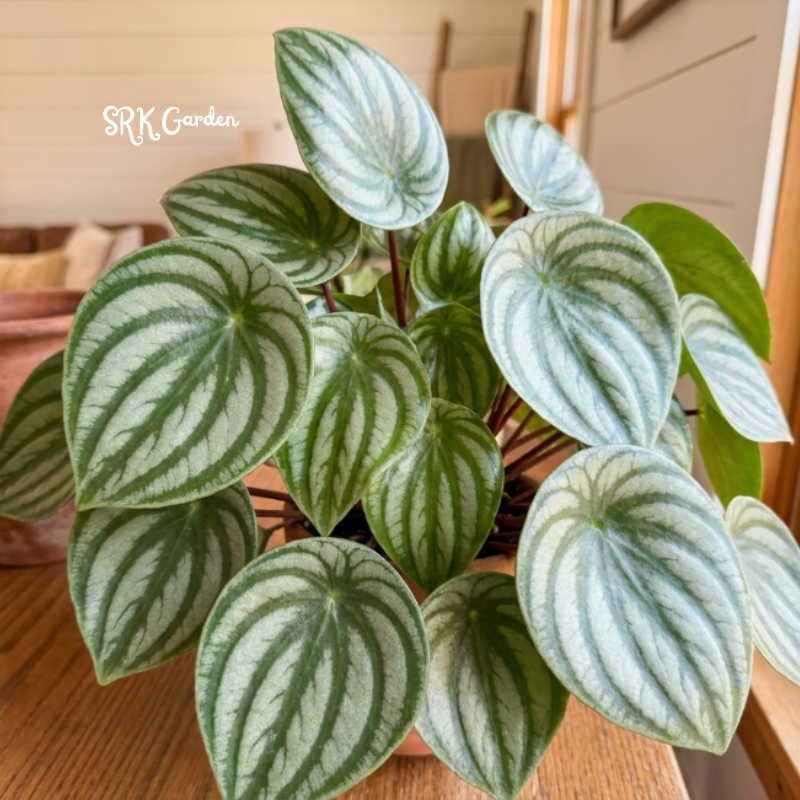 Peperomia Watermelon, Live Houseplant in 4" pot