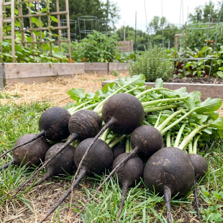 250+ Black Spanish Round Radish