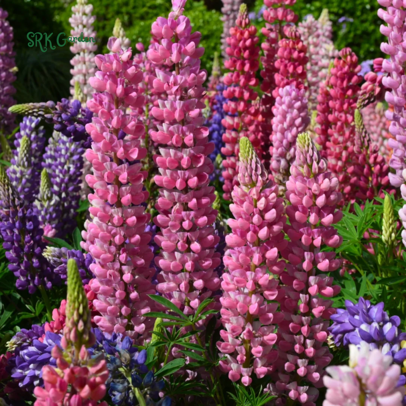 Rainbow Mixed Color Lupine Seeds 50 Seeds