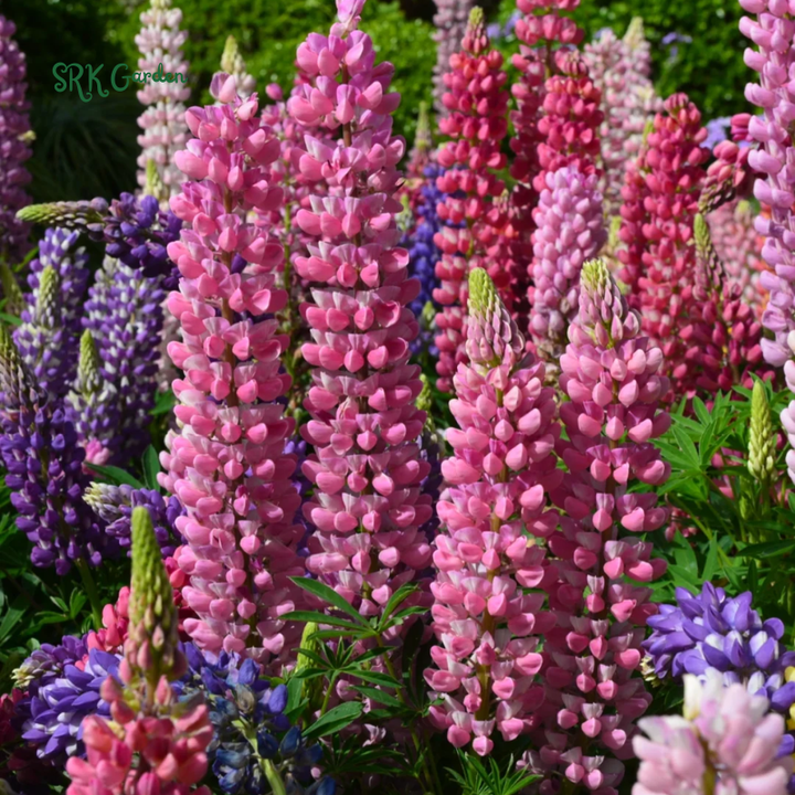 Rainbow Mixed Color Lupine Seeds 50 Seeds